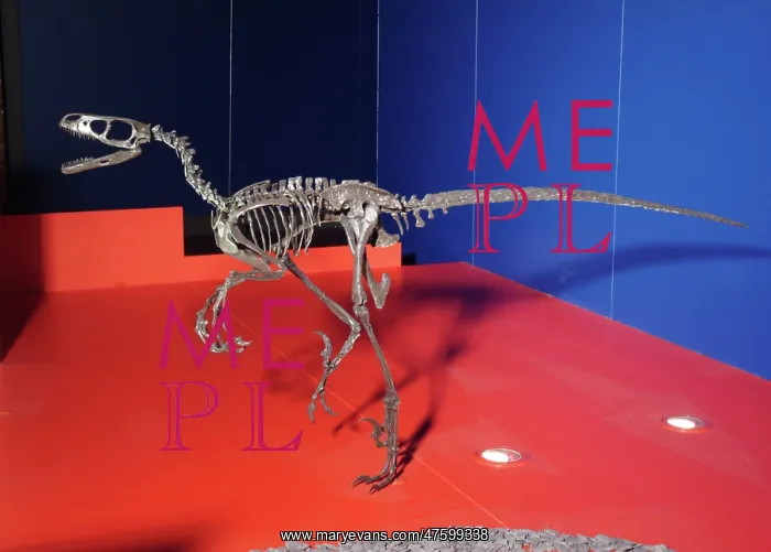 : Saurornitholestes, Upper Cretaceous dinosaur : Saurornitholestes, Upper Cretaceous dinosaur