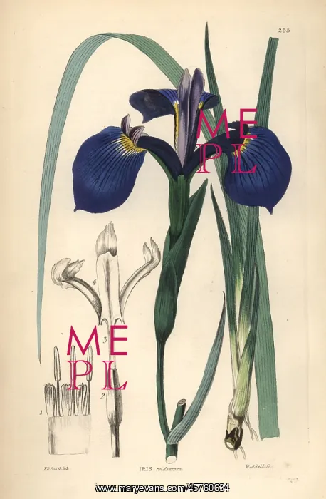 : Savannah iris or Bay Blue-flag iris, Iris tridentata : Savannah iris or Bay Blue-flag iris, Iris tridentata