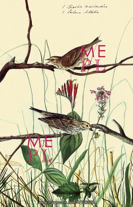 : Savannah Sparrow, Passervulus sandwichensis : Savannah Sparrow, Passervulus sandwichensis