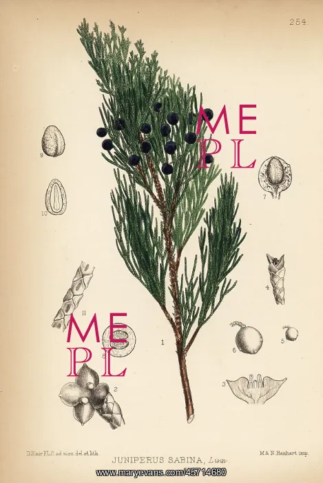 : Savin juniper, Juniperus sabina : Savin juniper, Juniperus sabina