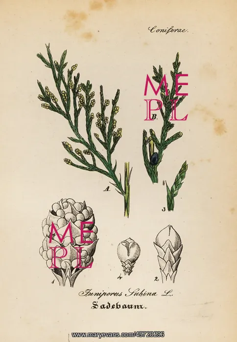 : Savin juniper, Juniperus sabina : Savin juniper, Juniperus sabina