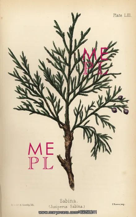 : Savin juniper or sabina, Juniperus sabina : Savin juniper or sabina, Juniperus sabina