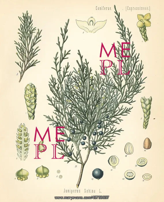 : Savin juniper or savin, Juniperus sabina : Savin juniper or savin, Juniperus sabina
