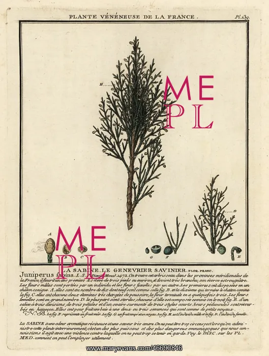 : Savin juniper or savin, Juniperus sabina : Savin juniper or savin, Juniperus sabina