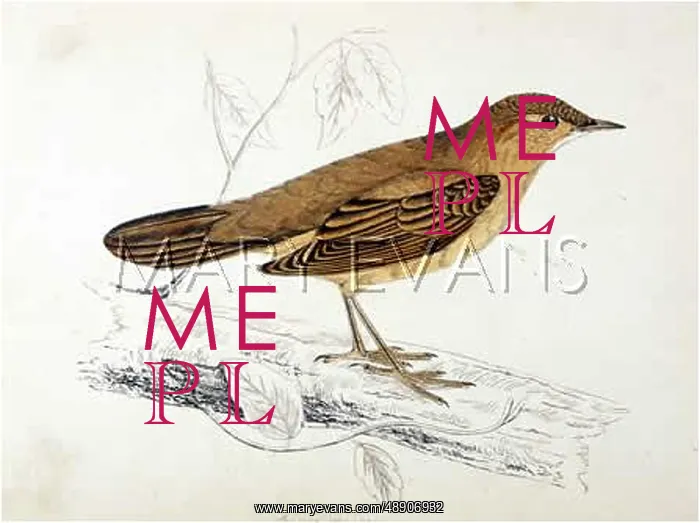  : SAVI'S WARBLER (MORRIS)