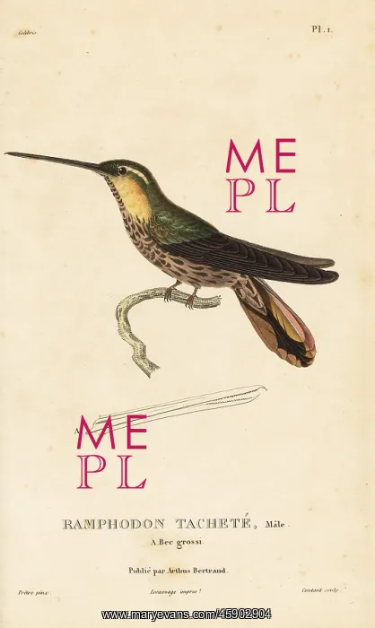 : Saw-billed hermit, Ramphodon naevius : Saw-billed hermit, Ramphodon naevius