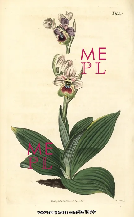 : Saw-fly orchid, Ophrys tenthredinifera : Saw-fly orchid, Ophrys tenthredinifera