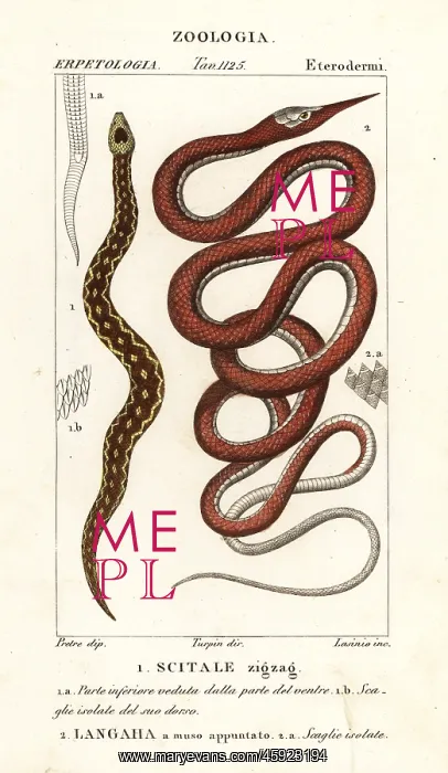 : Saw-scaled viper and Madagascar leafnose snake : Saw-scaled viper and Madagascar leafnose snake