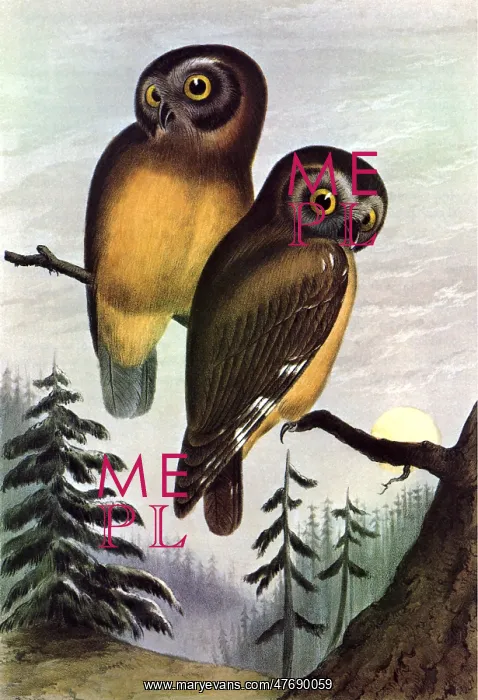  : Saw-whet Owl (Aegolius acadicus)