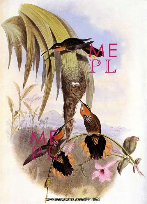 : Sawbill, Grypus N...aevius : Sawbill, Grypus N...aevius