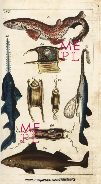 : Sawfish, angular rough shark, spotted catshark, and young : Sawfish, angular rough shark, spotted catshark, and young