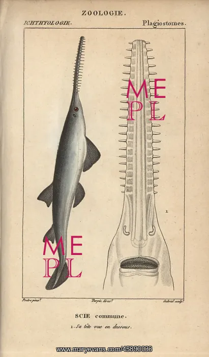 : Sawfish or carpenter shark, Pristis pristis : Sawfish or carpenter shark, Pristis pristis