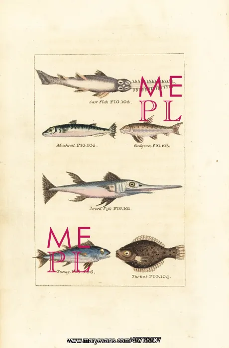 : Sawfish, mackerel, swordfish, tuna, etc : Sawfish, mackerel, swordfish, tuna, etc