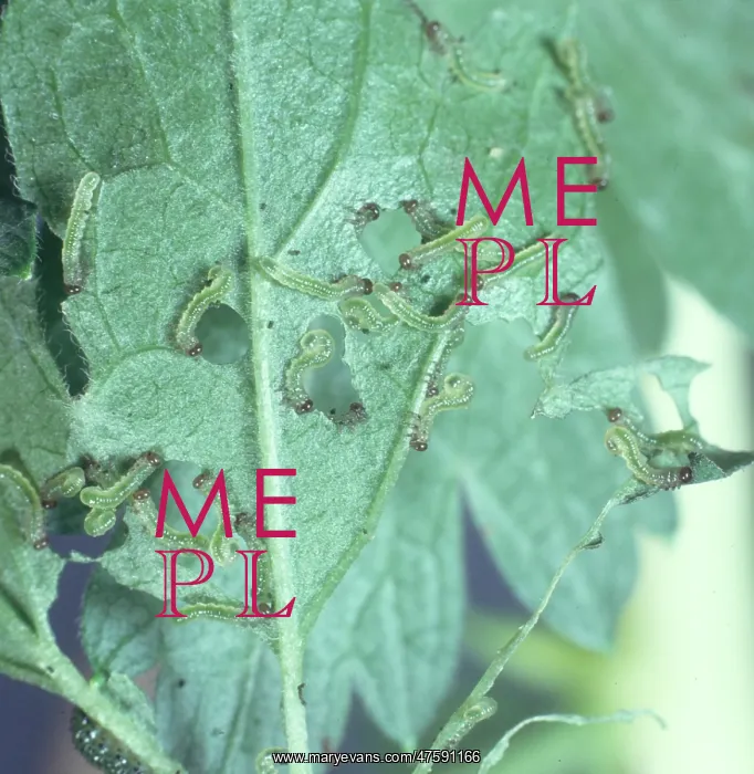 : Sawfly larvae devouring a leaf : Sawfly larvae devouring a leaf