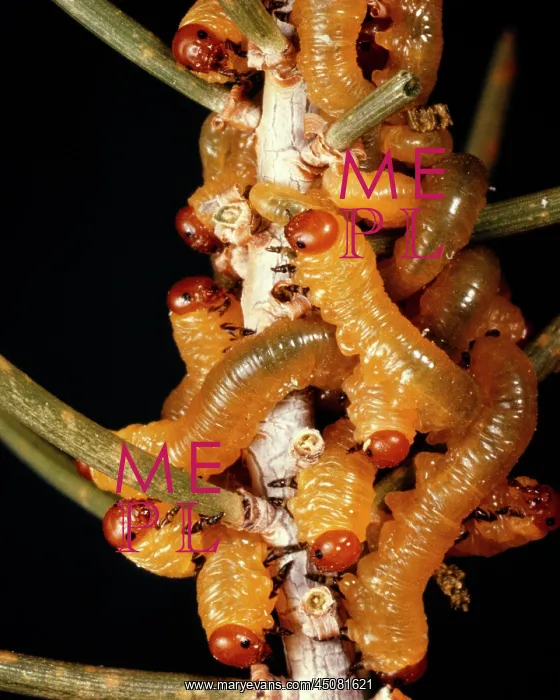 : Sawfly Larvae Hymenoptera Crawling on Branch Feeding : Sawfly Larvae Hymenoptera Crawling on Branch Feeding