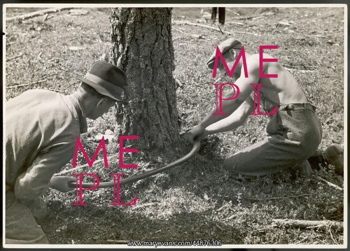 : SAWING A TREE : SAWING A TREE
