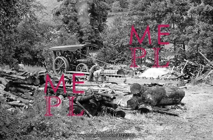 : A sawmill powered by traction engine, hand coloured photo : A sawmill powered by traction engine, hand coloured photo