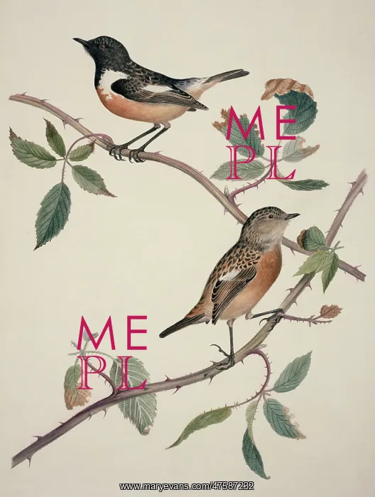 : Saxicola torquata, common stonechat : Saxicola torquata, common stonechat