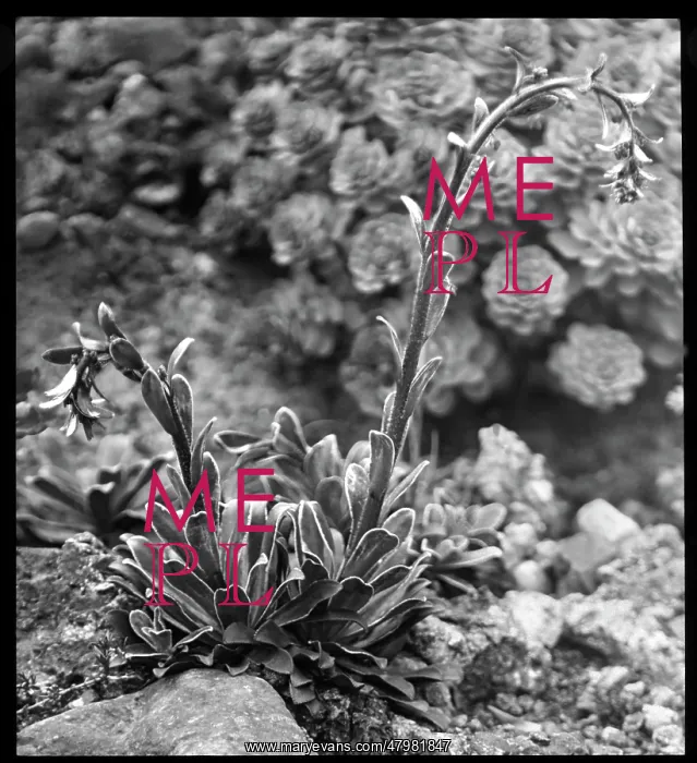: Saxifraga Cotyledon Pyramidalis : Saxifraga Cotyledon Pyramidalis