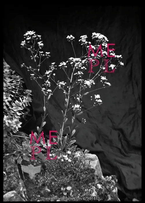 : Saxifraga Cotyledon Pyramidalis : Saxifraga Cotyledon Pyramidalis