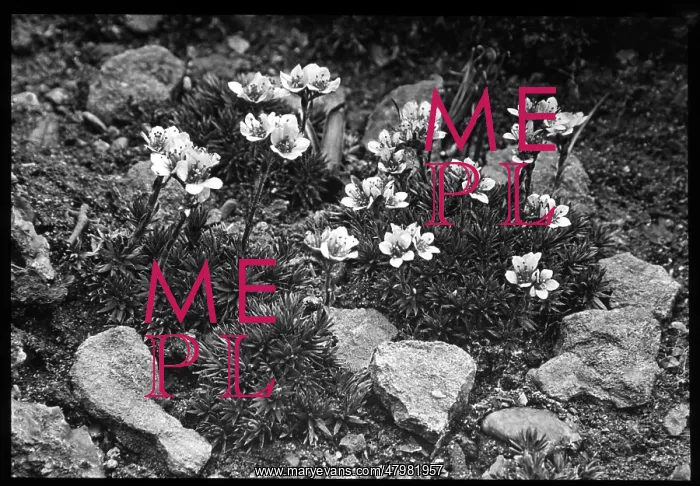 : Saxifraga Elizabethe : Saxifraga Elizabethe