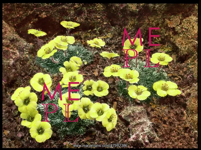 : Saxifraga Faldonside : Saxifraga Faldonside