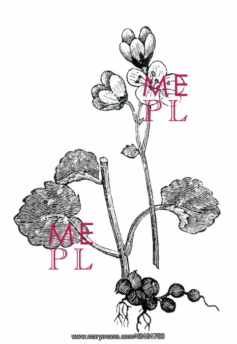 : Saxifraga granulata : Saxifraga granulata