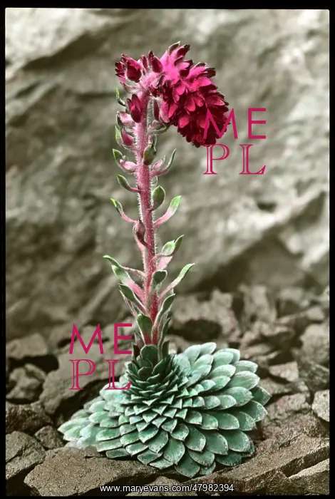 : Saxifraga Grisebachii : Saxifraga Grisebachii