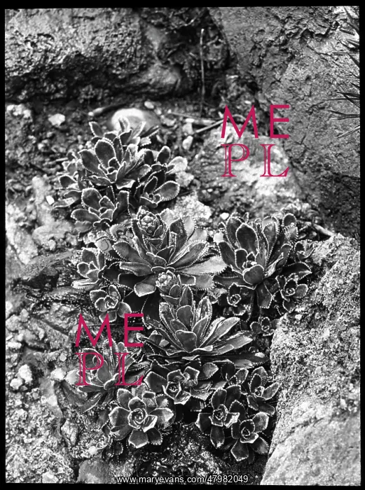 : Saxifraga Macnabiana : Saxifraga Macnabiana