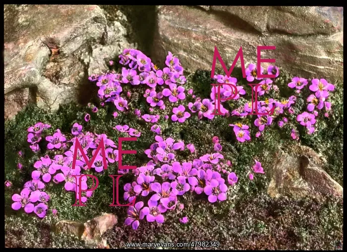 : Saxifraga Oppositifolia : Saxifraga Oppositifolia