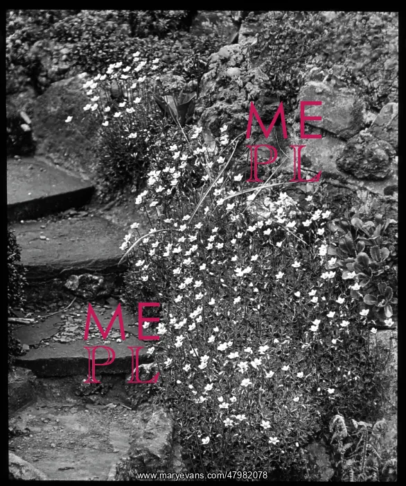 : Saxifraga Palmata, growing by steps : Saxifraga Palmata, growing by steps