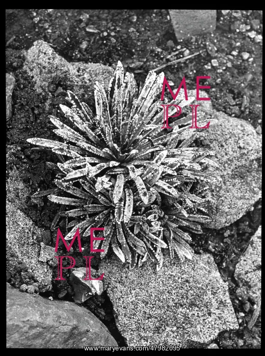 : Saxifraga Paradoxa : Saxifraga Paradoxa