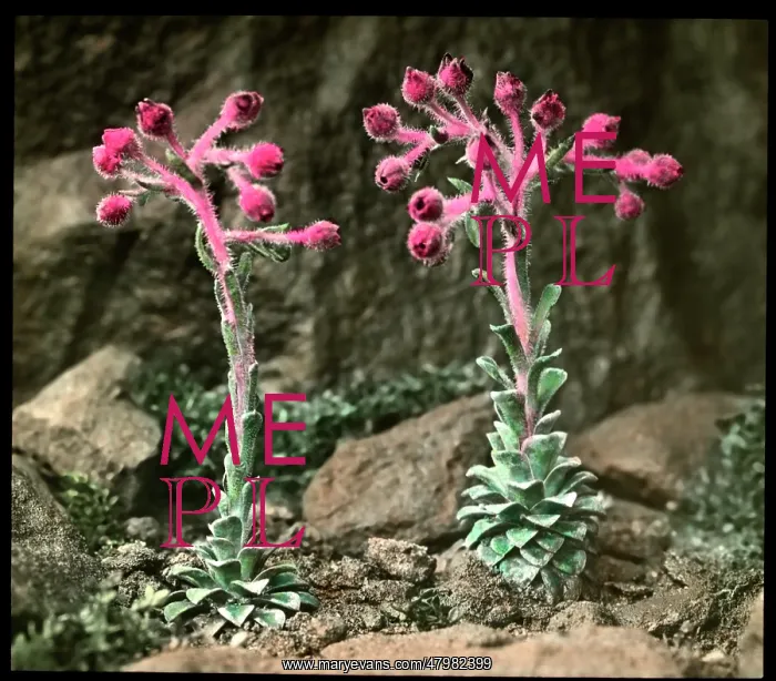 : Saxifraga Stribrnyi : Saxifraga Stribrnyi