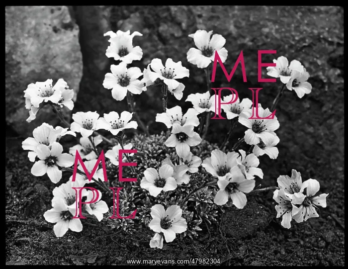 : Saxifraga Suendermannii : Saxifraga Suendermannii
