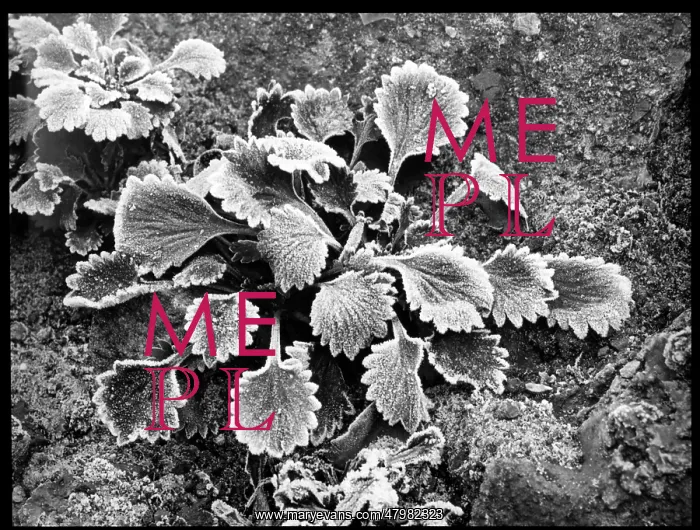 : Saxifraga Umbrosa Pectinata : Saxifraga Umbrosa Pectinata