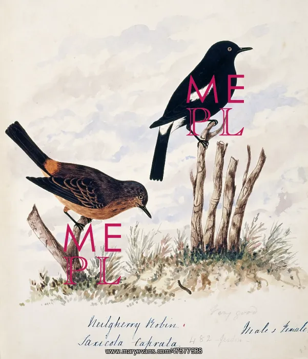 : Saxiola caprata, pied bushchat : Saxiola caprata, pied bushchat