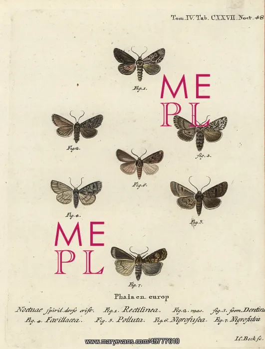 : Saxon, shears, marsh dagger, brown-spot pinion, white-line : Saxon, shears, marsh dagger, brown-spot pinion, white-line