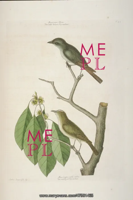 : Sayornis phoebe, eastern phoebe, Vireo olivaceus, red-eyed v : Sayornis phoebe, eastern phoebe, Vireo olivaceus, red-eyed v