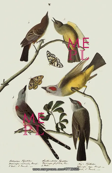 : Say's Pheobe, Western Kingbird, Scissor-Tailed Flycatcher : Say's Pheobe, Western Kingbird, Scissor-Tailed Flycatcher