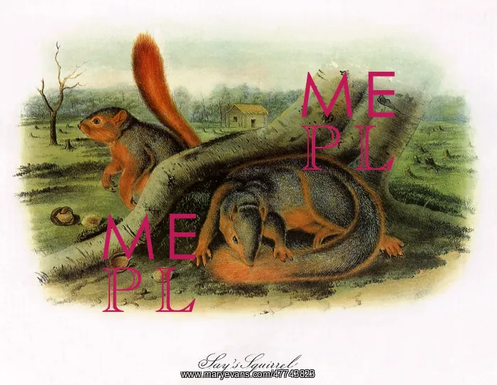  : Say's Squirrel