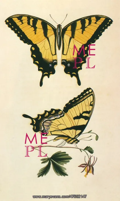 : Say's Tiger Swallowtail : Say's Tiger Swallowtail