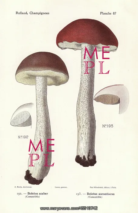 : Scaber stalk mushrooms : Scaber stalk mushrooms