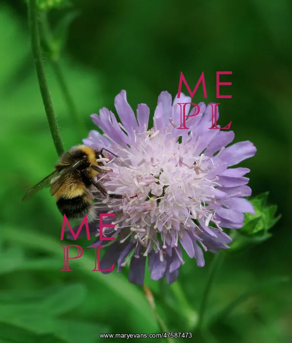 : Scabiosa columbaria, scabious : Scabiosa columbaria, scabious