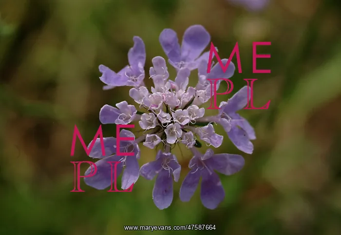 : Scabiosa columbaria, scabious : Scabiosa columbaria, scabious