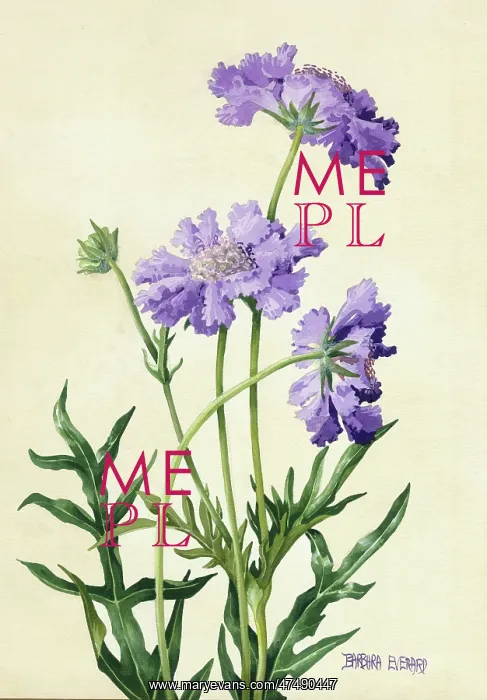  : Scabious