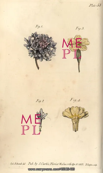 : Scabious flower, Tetrandria, 1, 2, and primrose : Scabious flower, Tetrandria, 1, 2, and primrose