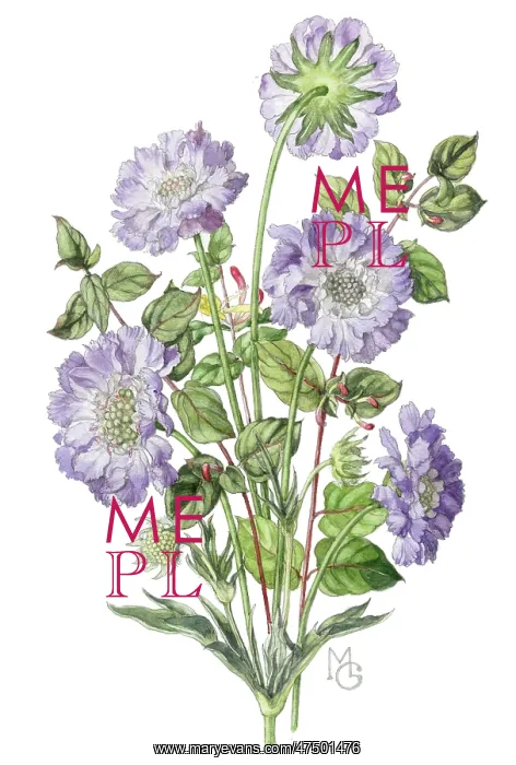  : Scabious and honeysuckle