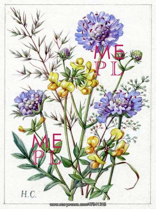  : Scabious and Lady's Slipper