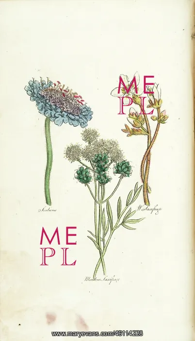 : Scabious, Meadow Saxifrage, White Saxifrage : Scabious, Meadow Saxifrage, White Saxifrage