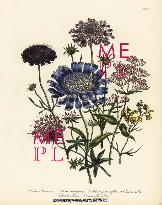 : Scabious and valerian species : Scabious and valerian species